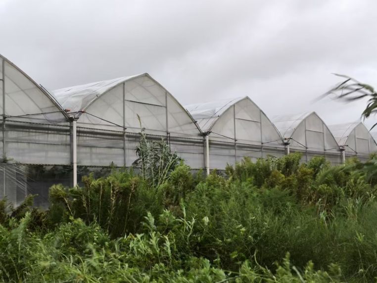 0918_175634_547.jpg 7-³çÃ÷ũҵ»ùµØ.jpg